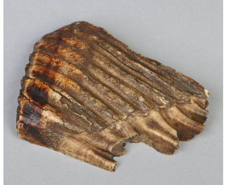 Natural History interest; a woolly mammoth fossil tooth with flattened base, 15cm.