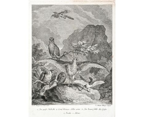 Ridinger, Johannes Elias. 1698 Ulm - 1767 Augsburg"Der große Habicht (...)", Radierung/ Kupferstich auf Bütten, Bl. 3 der Fol