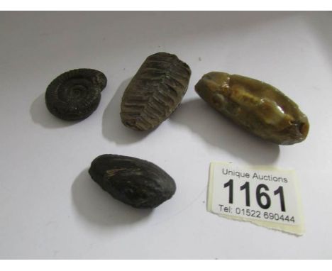 4 fossils found by the army whilst drilling for oil at the Eaking site in Newark, WW2, includes nautilus encased egg.