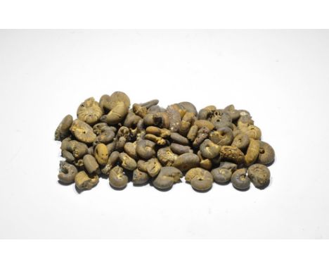 Jurassic Period, 199-189 years BP. A group of 100 fossil ammonites of several species, all well preserved and showing full sh