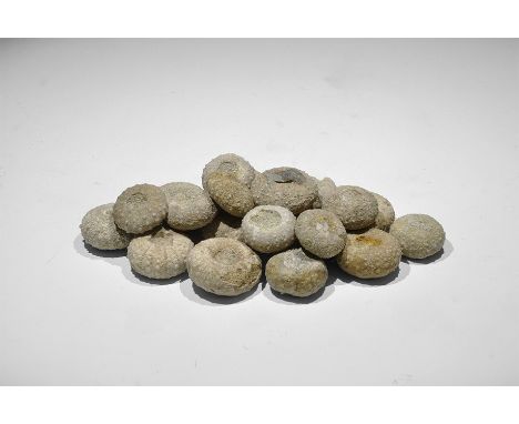Creataceous Period, 160-130 Million Years BP. A group of 20 well-preserved Orthopsis sp. fossil sea urchins, in old white car