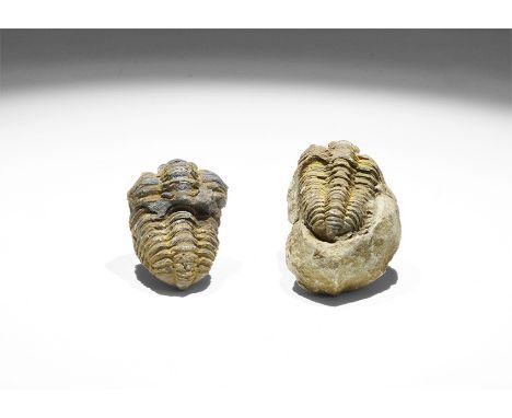 Ordovician Period, 485-443 Million Years BP. A group of two well-preserved Calymene sp. trilobites preserved in micaceous sil