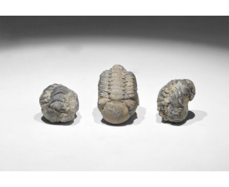 Palaeozoic Period, 540 million years BP. A group of juvenile Calymene sp. trilobite from the Ordovician period, in old white 