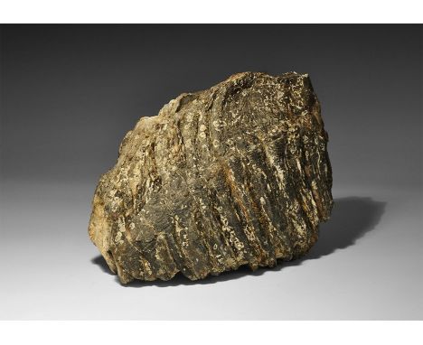 Pleistocene Period, 90000-25000 BP. A molar tooth from an extinct mammoth, showing the characteristic enamel ridges, and reta