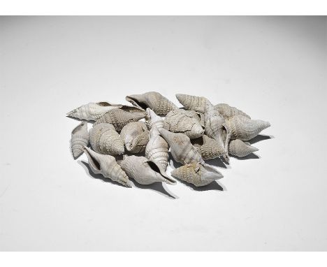 Eocene Period, 50 million years BP. A group of 20 fossil gastropods, probably Eocene, in old white card tray, from the Gregor