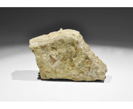Eocene Period, 30-40 million years BP. A fossil shark’s tooth, possibly Otodus, in limestone matrix with remnants of fish sca