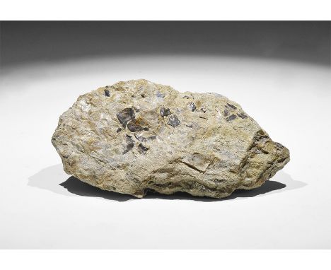 Jurassic Period, 200 million years BP. Fossil fish scales of the species Lepidotus with old Gregory, Bottley and Lloyd label 