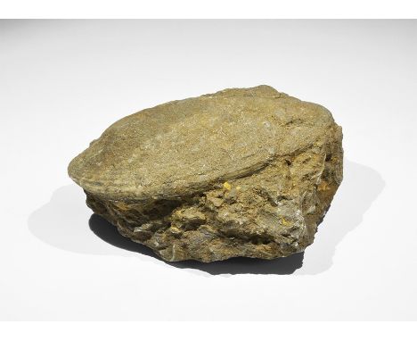 Cambrian Period, 500 million years BP. A large fossil gastropod similar in appearance to the modern razor clam in a micaceous