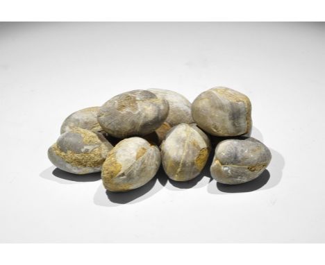 Eocene Period, 50 million years BP. A group of ten finely preserved fossil brachiopods, in old white card tray, from the Greg