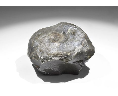 Jurassic Period, 200 million years BP. An unusually preserved fossil ammonite, in flint, surface varnished to highlight fossi