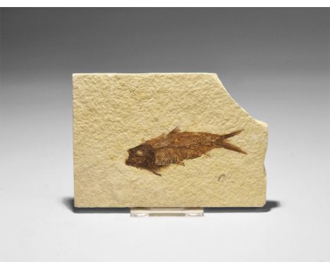 Eocene Period, 50 million years BP. A complete and detailed fossil of the fish Knightia in matrix slab, from the famous local