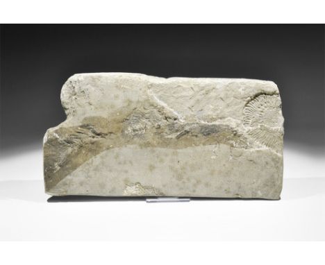 Ordovician or Silurian Period, 485-419 Million Years BP. A fossil of a very early fish, with fins and some vertebrae well-pre