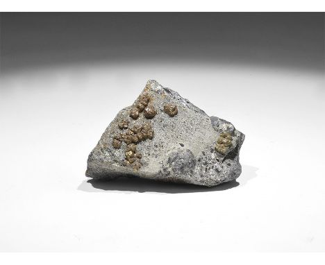 Triassic Period, 240 million years BP. Two fossil fish teeth in limestone matrix, which also bears a number of other teeth, s