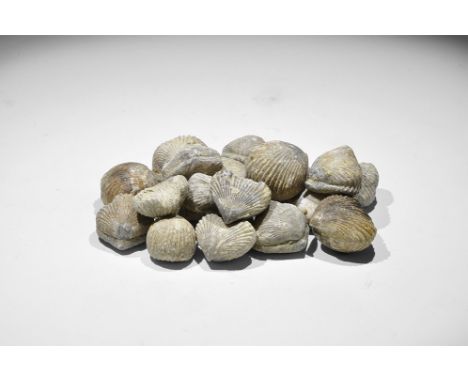 Paleocene Period, 60 million years BP. A group of 20 well-preserved fossil brachiopods, in old white card tray, from the Greg