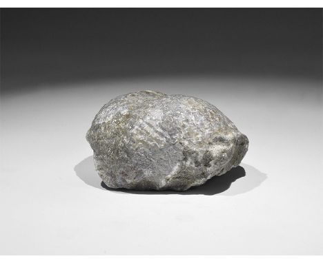 Carboniferous Period, 350 million years BP. A large fossil brachiopod Productus sp. with old Gregory, Bottley and Lloyd label
