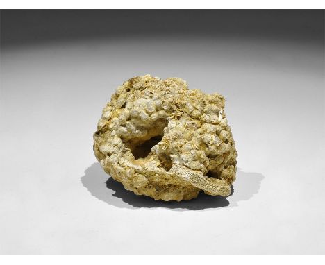 Miocene Period, 20 million years BP. A fossil coral ‘head’, a coral colony composed of radiating individual polyps, in old wh