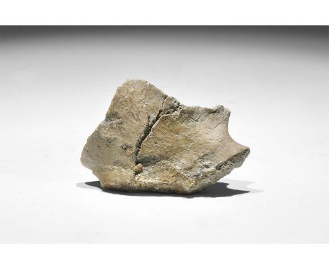 Jurassic Period, 160 million years BP. Fossil bone of an extinct crocodile, with old Gregory, Bottley and Lloyd label reading