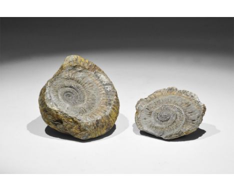 Jurassic Period, 200 million years BP. A fossil ammonite Cardioceras sp. within a nodule, accompanied by the negative impress