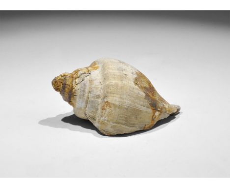 Eocene Period, 50 million years BP. A fossil gastropod Sycostoma pyrus, with old Gregory, Bottley and Lloyd label reading; ‘E