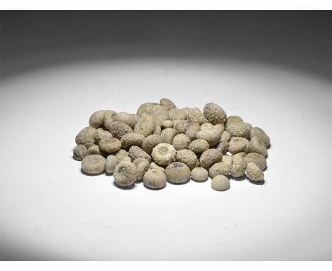 Creataceous Period, 160-130 Million Years BP. A group of 100 fossil sea urchins, in old white card tray, from the Gregory, Bo