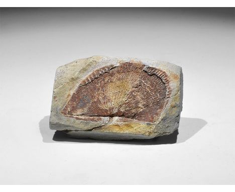 Carboniferous Period, 358-298 million years BP. A fossil brachiopod bivalve, similar to the present day scallop, slightly dis