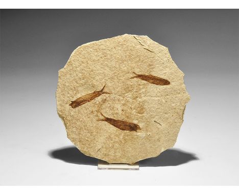 Eocene Period, 50 million years BP. A mortality fossil showing three specimens of Knightia sp. fish in matrix, from the famou
