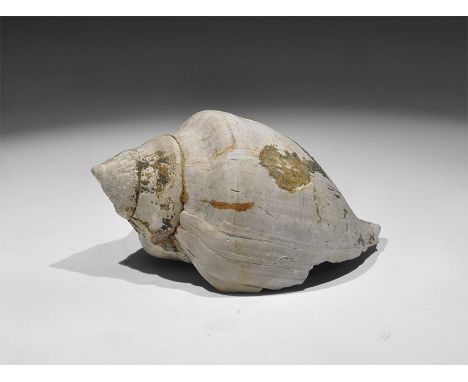 Eocene Period, 50 million years BP. A fossil gastropod Sycostoma pyrus, with old Gregory, Bottley and Lloyd label reading; ‘E