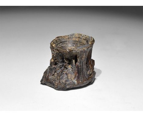 Jurassic Period, 160 million years BP. A well-preserved large fossil fish vertebra showing fine structural details, with old 