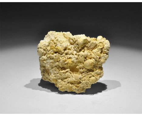 Miocene Period, 20 million years BP. A fragment of ancient sea floor containing the fossilised remains of fish teeth, fish sc