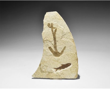 Eocene Period, 50 million years BP. A fossil fish Knightia eoceana with the imprint of a large plant fossil; from the Green R