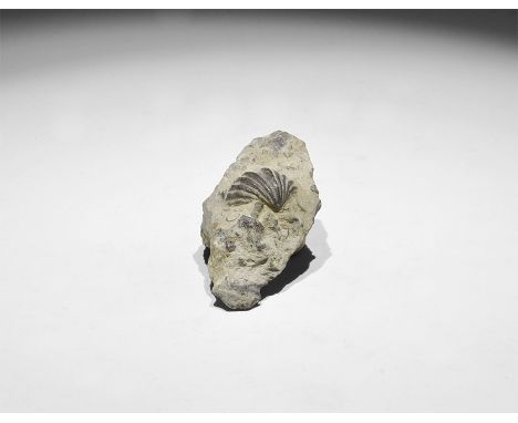 Silurian to Eocene Period, 440-50 million years BP. A fossil brachiopod Rhynchonella in limestone matrix, with old Gregory, B