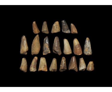 Cretaceous Period, 180 million years BP. A group of twenty dinosaur teeth, probably from the marine reptile Mosasaur sp., and
