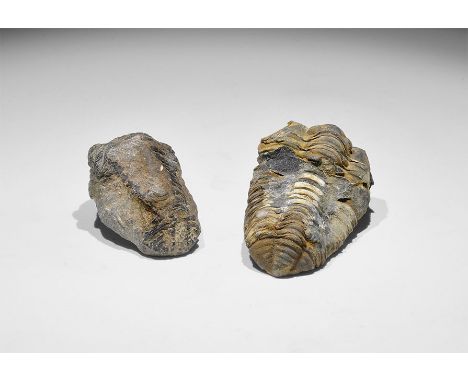 Carboniferous Period, 350 million years BP. A group of two fossil trilobites Flexicalymene ouzregi, with old Gregory, Bottley