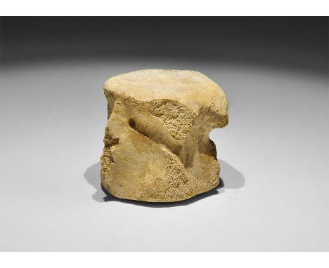Jurassic Period, 160 million years BP. A large fossil reptile vertebra exhibiting good preservation and bone structure, in ol