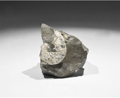 Jurassic Period, 200 million years BP. A fossil ammonite in shale, retaining much of the original iridescent shell material, 