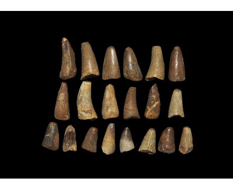Cretaceous Period, 180 million years BP. A group of twenty dinosaur teeth, probably from the marine reptile Mosasaur sp., and