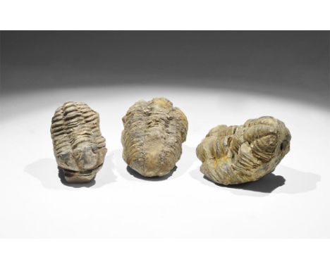 Palaeozoic Period, 540 million years BP. A group of three Calymene sp. trilobites preserved in micaceous siltstone, in old wh