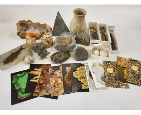 A collection of fossils including a slice of petrified wood, fossilised sea fern with stand, fossil sea urchin carved vase, a