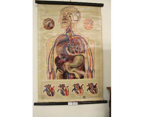 Vintage St John's Ambulance anatomical lithograph scroll showing the circulatory system, artwork by J. Teck (a.f.)