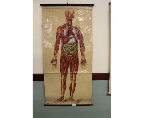 Large vintage St John's Ambulance anatomical lithograph scroll showing the muscle groups, artwork by J. Teck (a.f.)