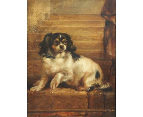 Attributed to John Arnold Wheeleroil on millboard,Portrait of a King Charles Spaniel,12 x 9in.