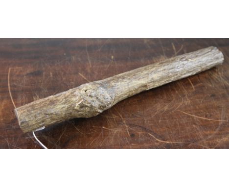 A specimen of petrified tree trunk, late Triassic period, Araucaria wood, with bark texture, 21.5in.