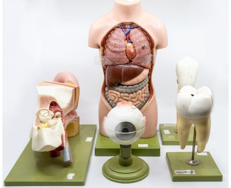 Adam Rouilly; a collection of human body part models, comprising an anatomical model of a torso, ear, eyeball, canine tooth, 