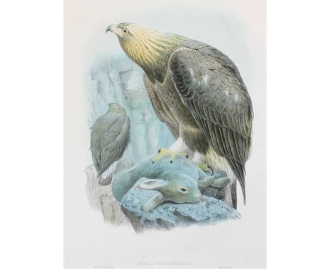 After John Gould FRS (1804-1881)A group of seven ornithological studies from John Gould's "Birds of Great Britain"Hand colour