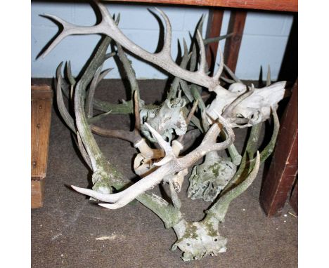 A Small Quantity of Antlers and Skulls, together with a shooting stick, assorted fire tools, curtain tie backs, a glass apoth