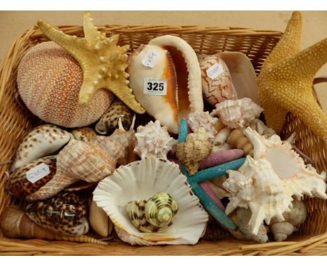 A BASKET OF EXOTIC SEA SHELLS