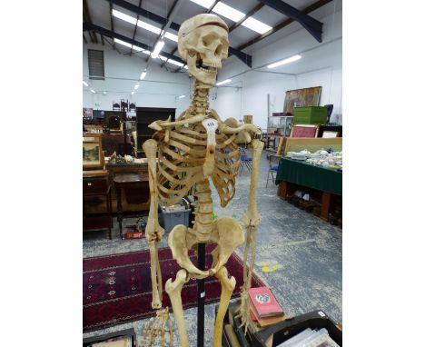 A VINTAGE COMPOSITION SKELETON ON METAL STAND. 