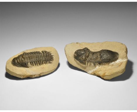 Devonian Period, 417-354 million years BP. Two fossil trilobites in matrix: a Paralejurus dormizzeri and crotalocephalina gib