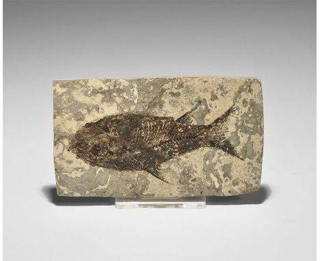 Pliocene Period, 4.5 million years BP. A fossil Jianghanghichthys hubiensis fish in matrix from Yichang, Hubei Provence, Chin