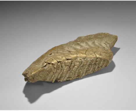 Pleistocene Period, 2.8 million-11,700 years BP. A large and complete woolly mammoth tooth from Yukutia, Siberia. 3.9 kg, 36c